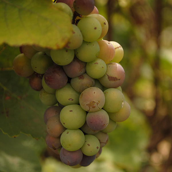 Vinedo_Vina_Sicilia_Turantioquia_Slider3